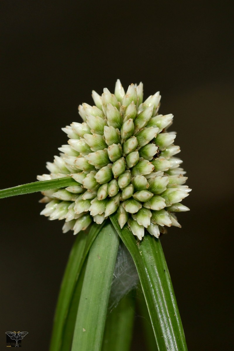 Cyperus dubius var. dubius Rottb.